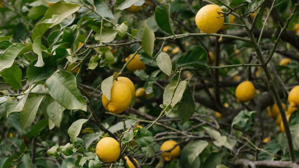 How often should i water lemon tree?