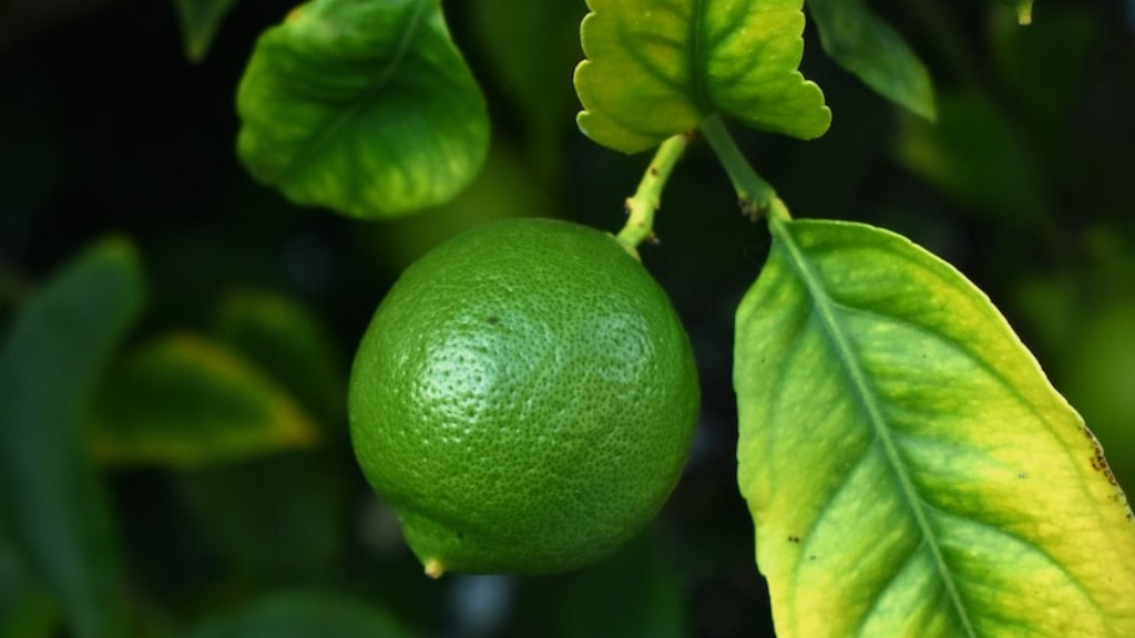 How Does A Lemon Tree Produce Fruit