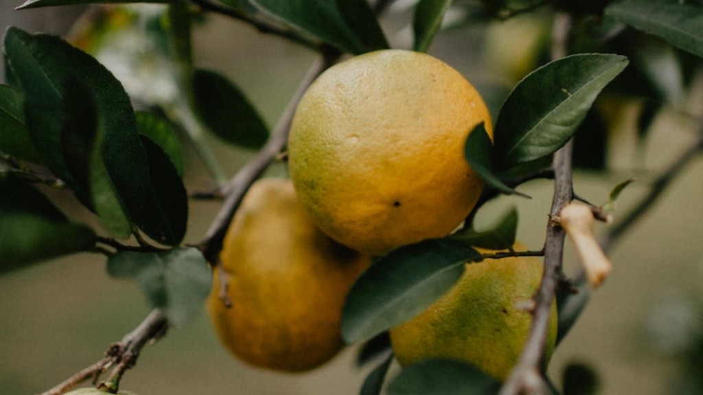 When Is The Best Time To Transplant A Lemon Tree