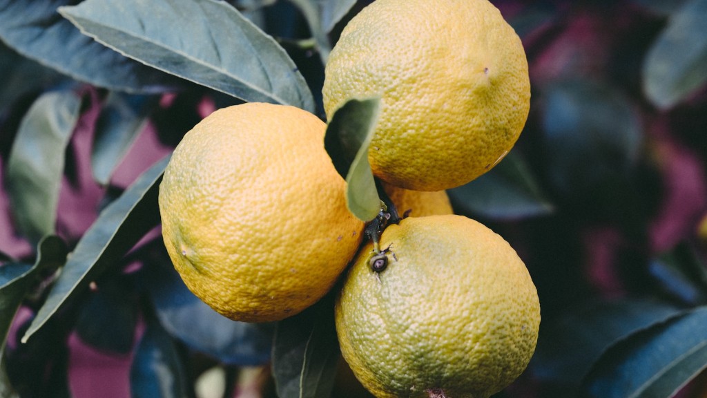 How to grow meyer lemon tree from cutting?