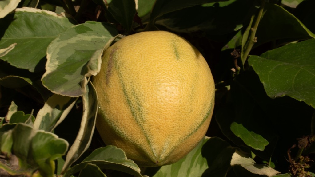 What Does A Lemon Tree Leaf Look Like