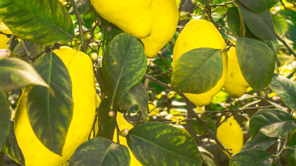 How long for a lemon tree to bear fruit?