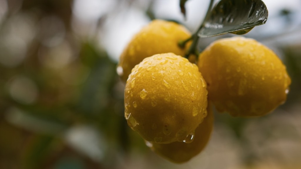 Will lemons ripen off the tree?