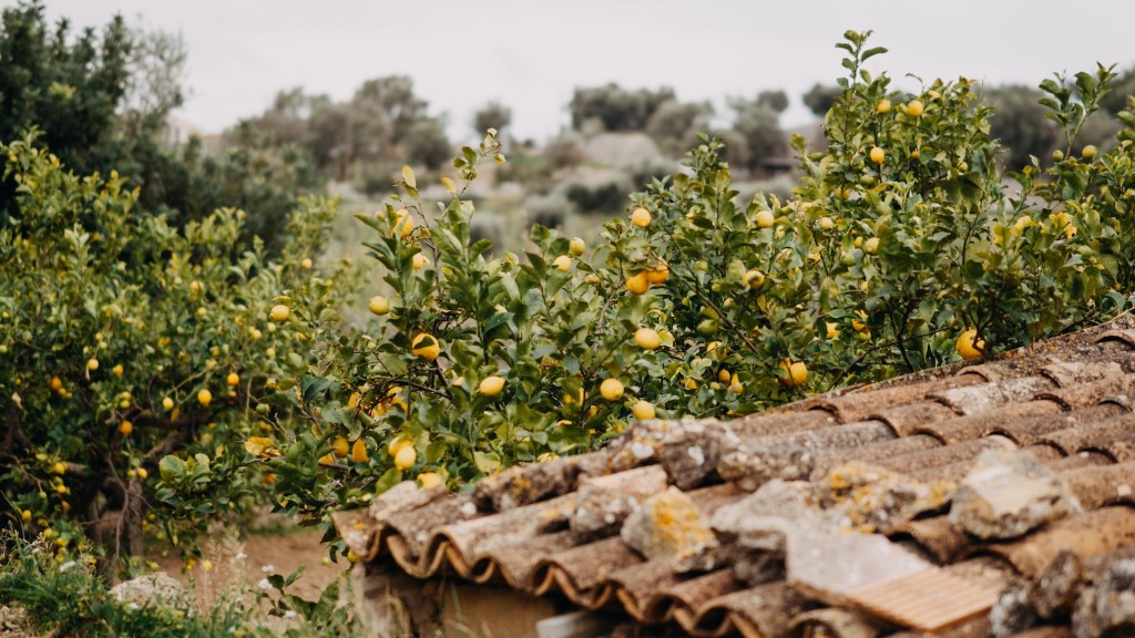 How long does a lemon tree take to produce?