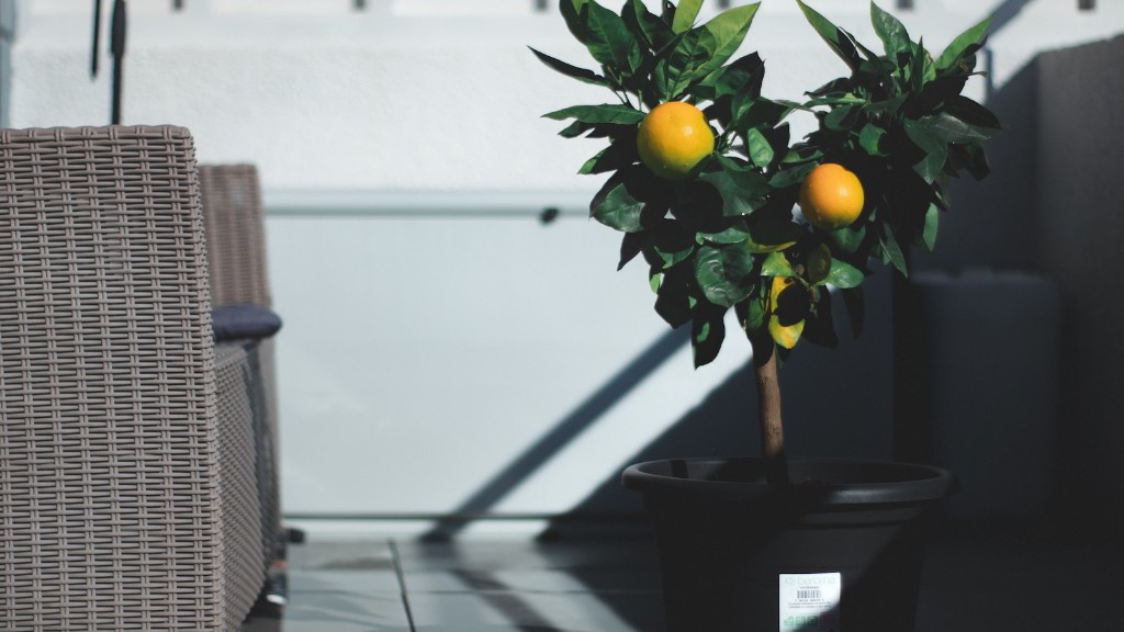 How To Save An Overwatered Lemon Tree