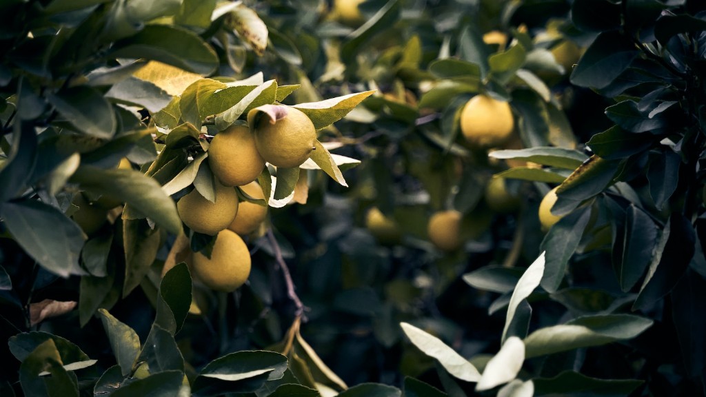 How To Make A Lemon Tree Thrive