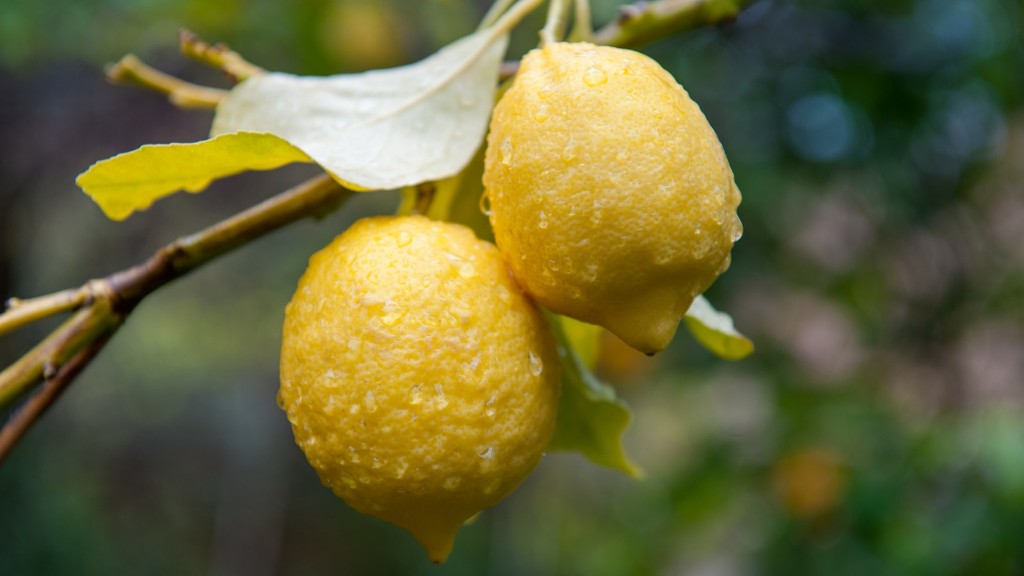 How long does a lemon tree take to produce fruit?