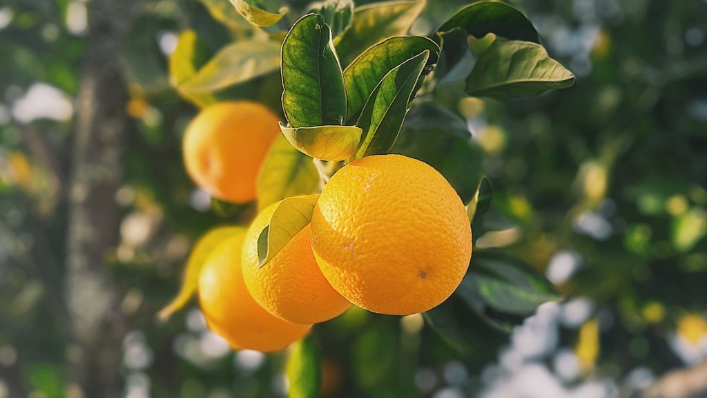 How Deep To Plant A Lemon Tree