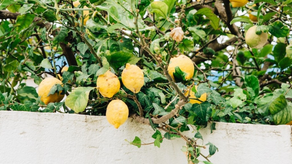 Can a lemon tree grow in maryland?