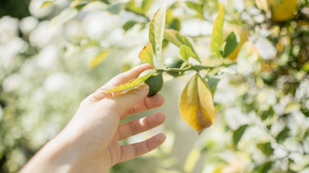 How To Prune Sugar Apple Tree