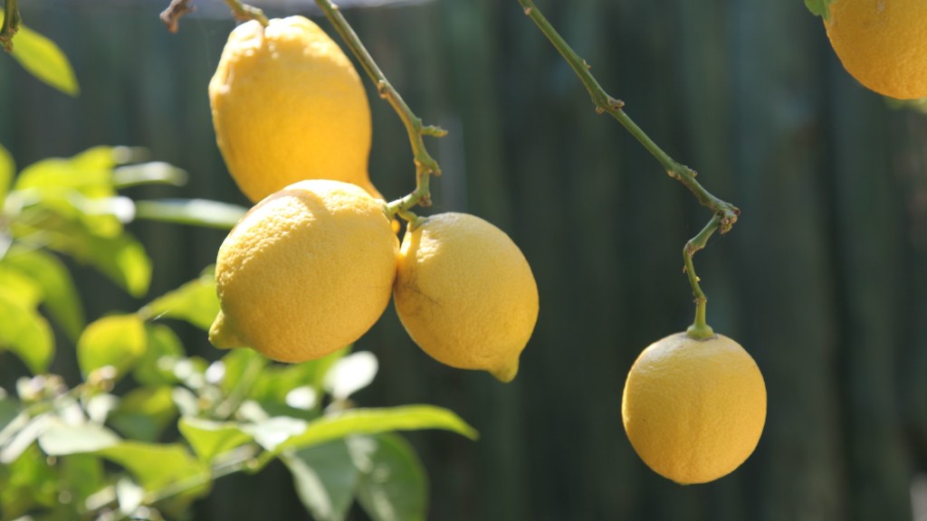 When Will A Meyer Lemon Tree Produce Fruit