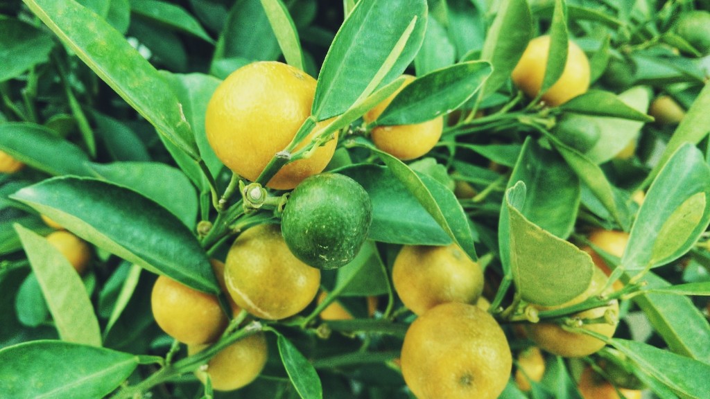 How To Make Lemon Tree Bear Fruit Faster