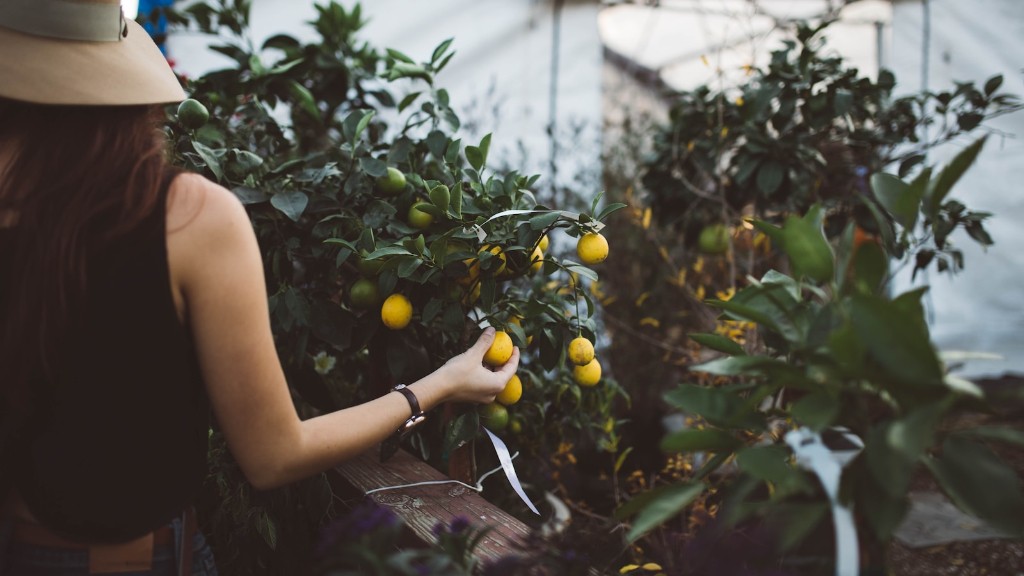 How Often Does A Lemon Tree Produce Fruit
