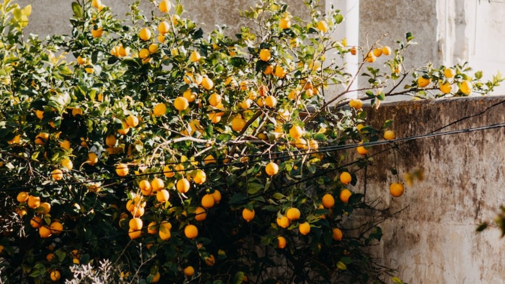 Where To Buy Amalfi Lemon Tree In Us
