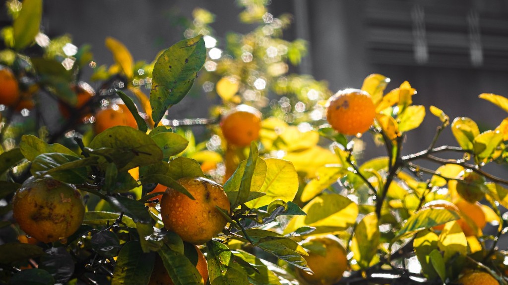 Is There A Lemon Tree Farm On Catalina Island