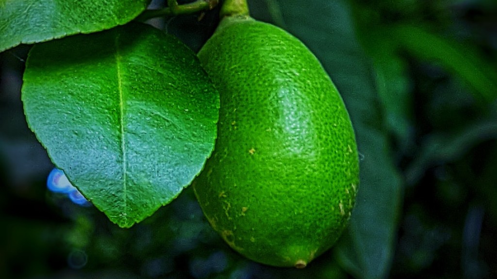 How To Care For An Avocado Tree