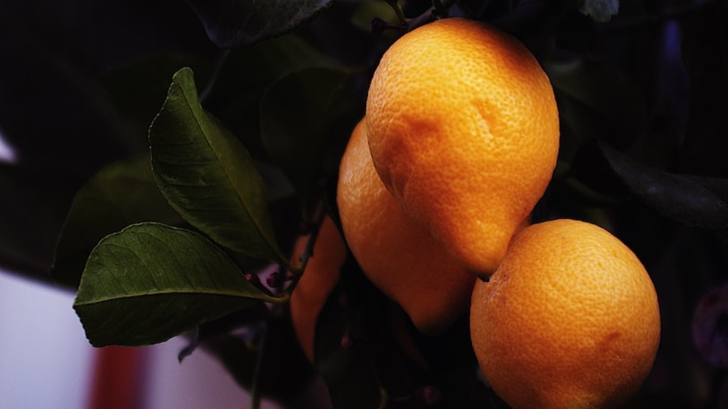 How to fertilize lemon tree naturally?