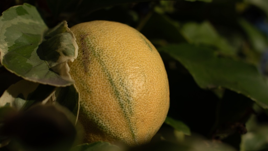 Can a lime tree produce lemons?