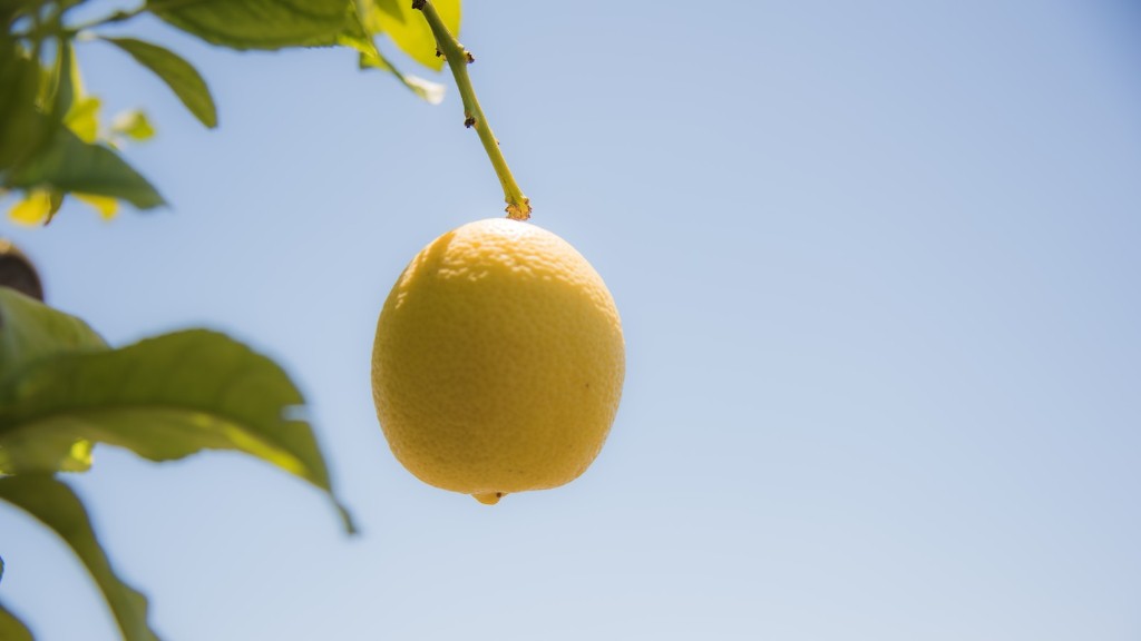 How big does lemon tree grow?