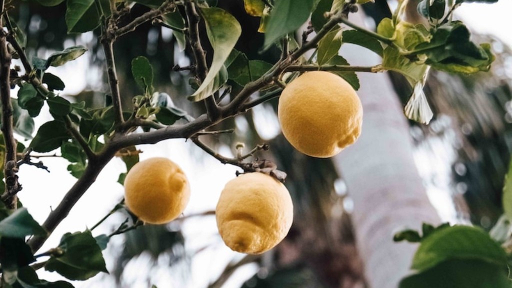How To Get My Lemon Tree To Produce Lemons