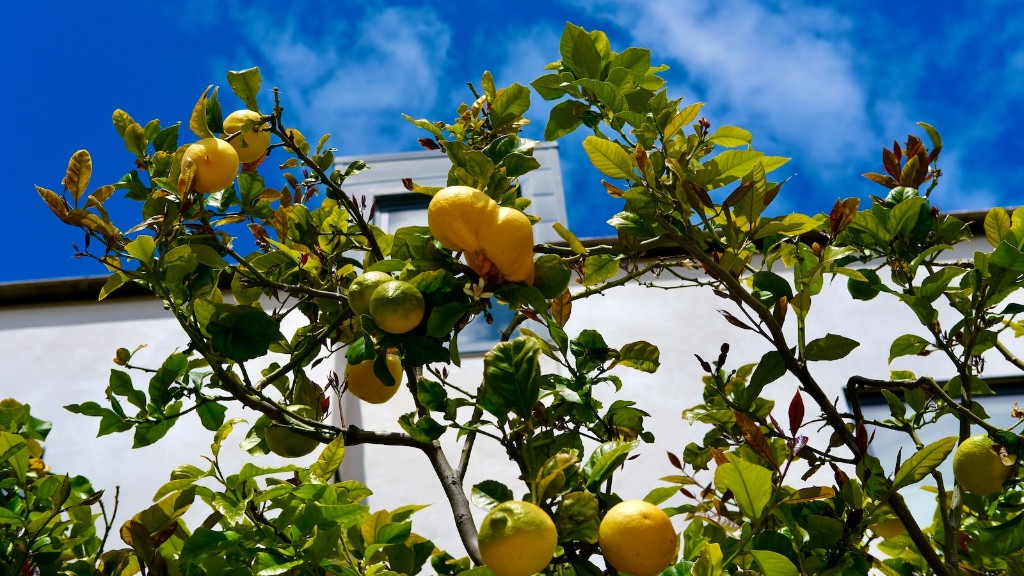 How Do You Plant A Lemon Tree From Seed