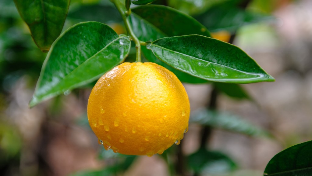 Can I Grow A Lemon Tree In Oregon