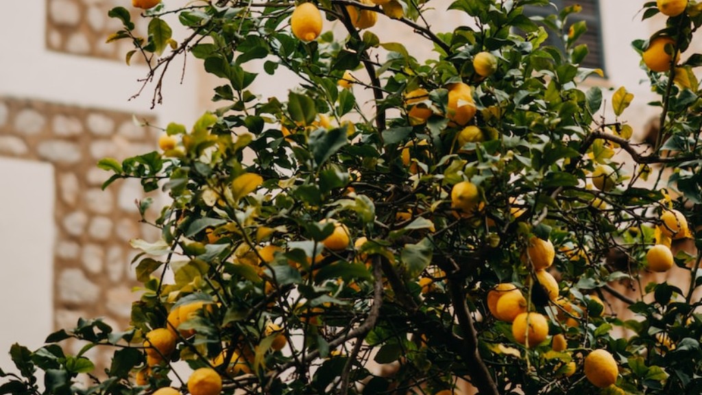 When to fertilize lemon tree?