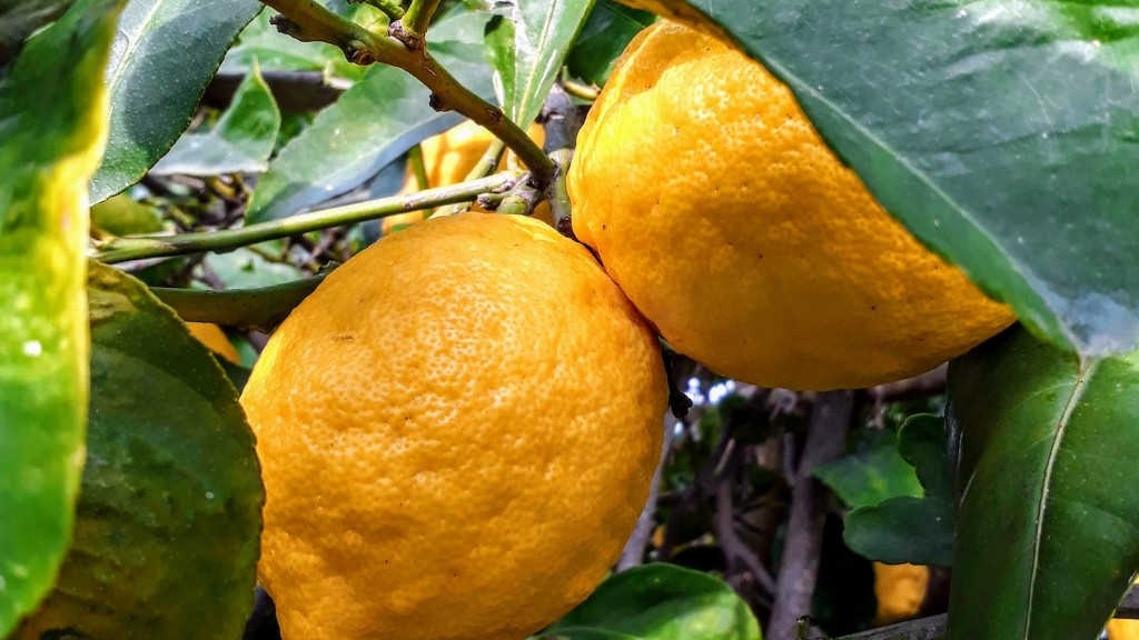 Where to buy a lemon tree?