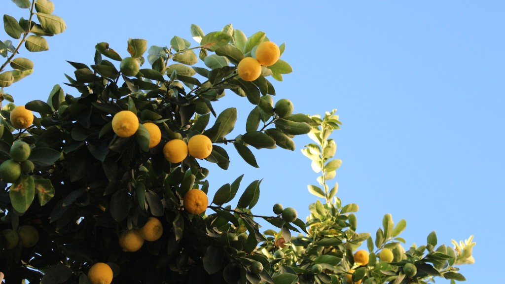 How often to water lemon tree in california?