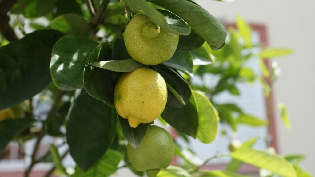 When Lemon Tree Gives Fruit