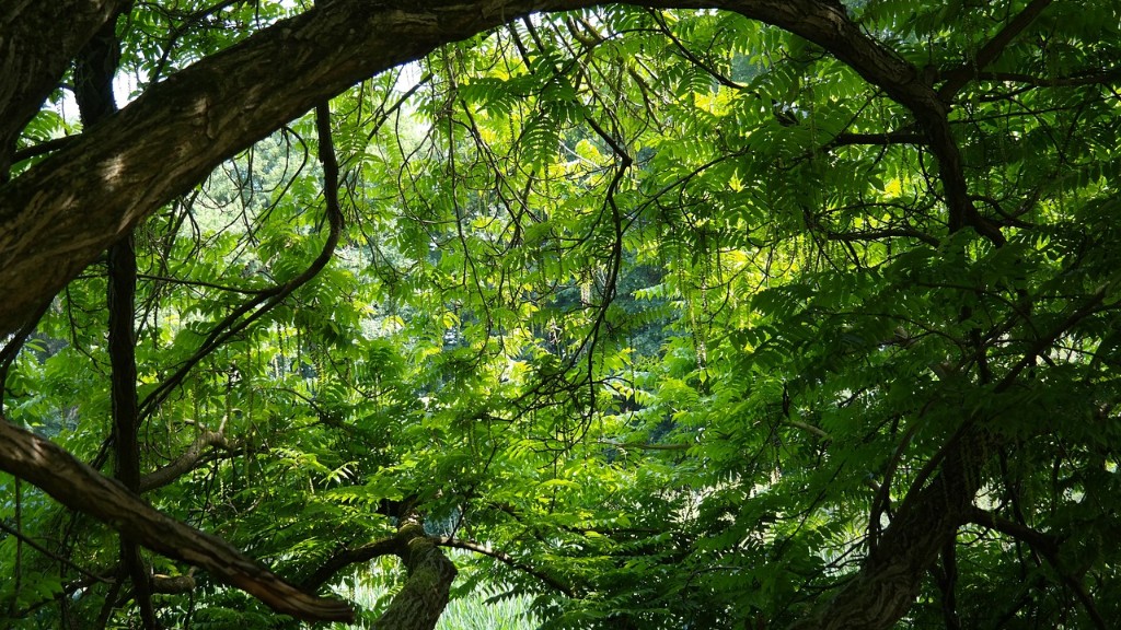 Are oak trees tree nut trees allergies?
