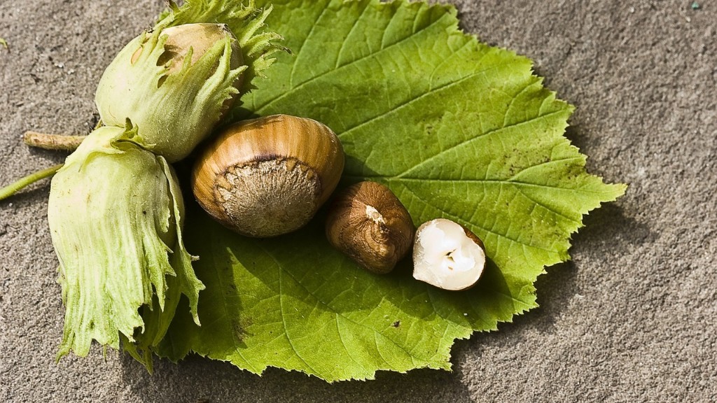 Are ginkgo nuts from the ginkgo biloba tree?