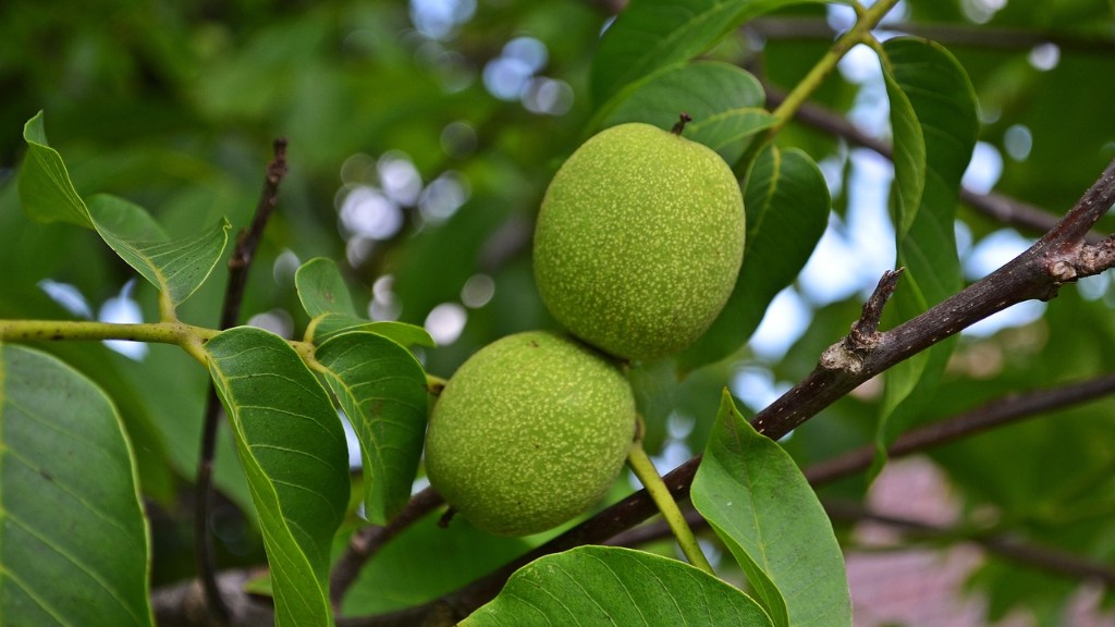 How Long Before Meyer Lemon Tree Produces Fruit