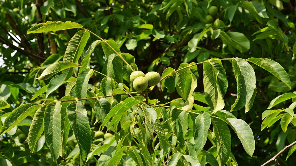How To Grow An Avocado Tree By Seed