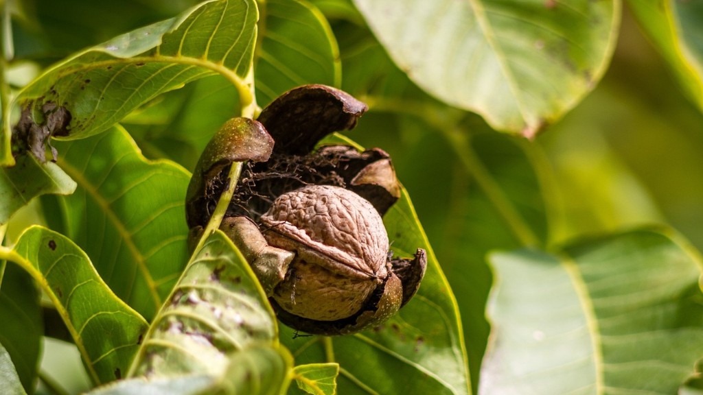 Is acorn a tree nut?