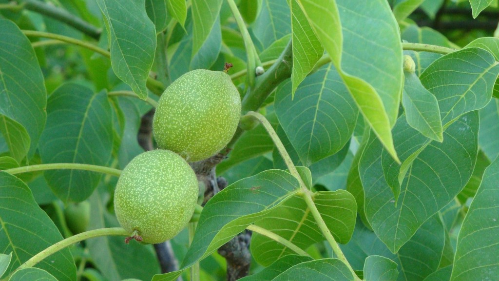 How Long For Meyer Lemon Tree To Fruit