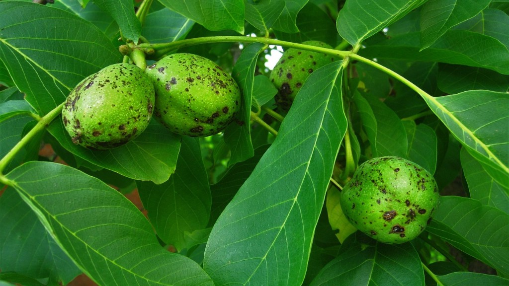 Is brazil nut a tree nut?
