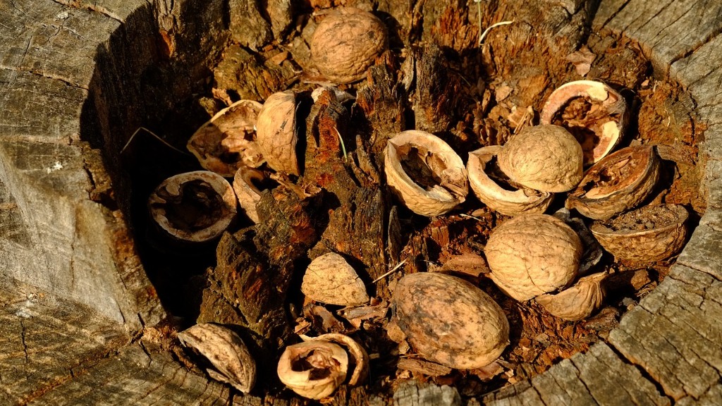 Can you eat oak tree nuts?