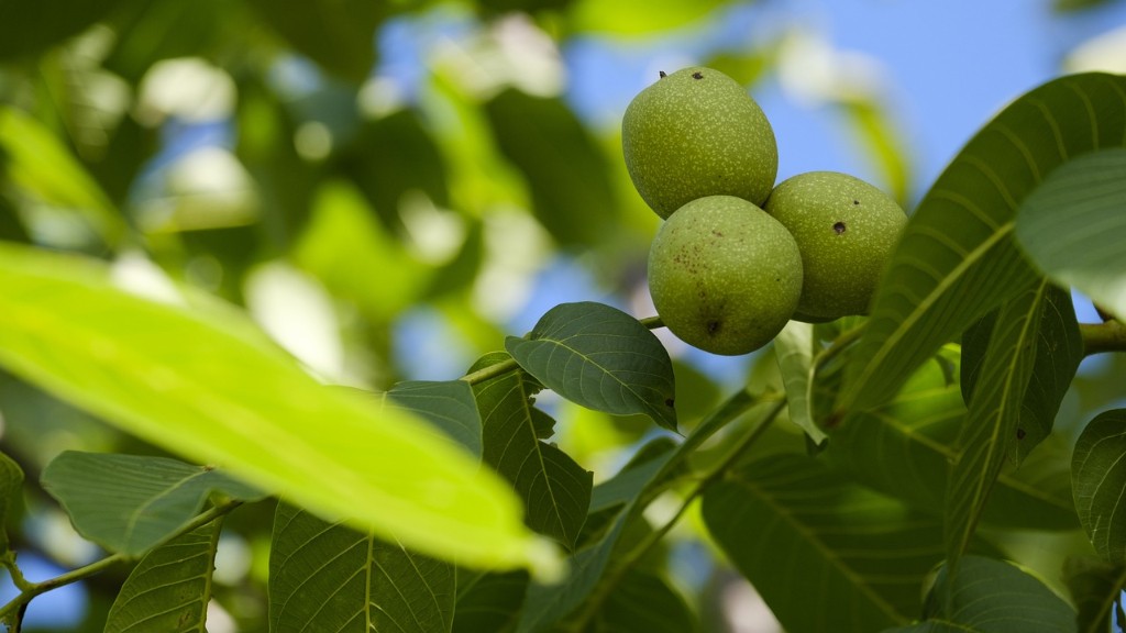Are tree nut allergies the same as peanut allergies?