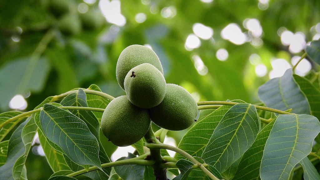 Are cashews tree nuts or ground nuts?