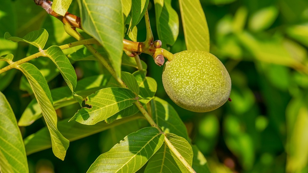 How To Grow A Healthy Lemon Tree