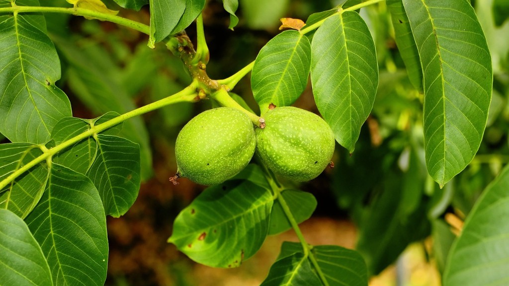 When does a walnut tree produce nuts?