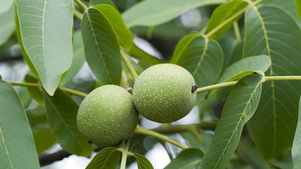 How To Grow An Avocado Tree Indoors From Pit