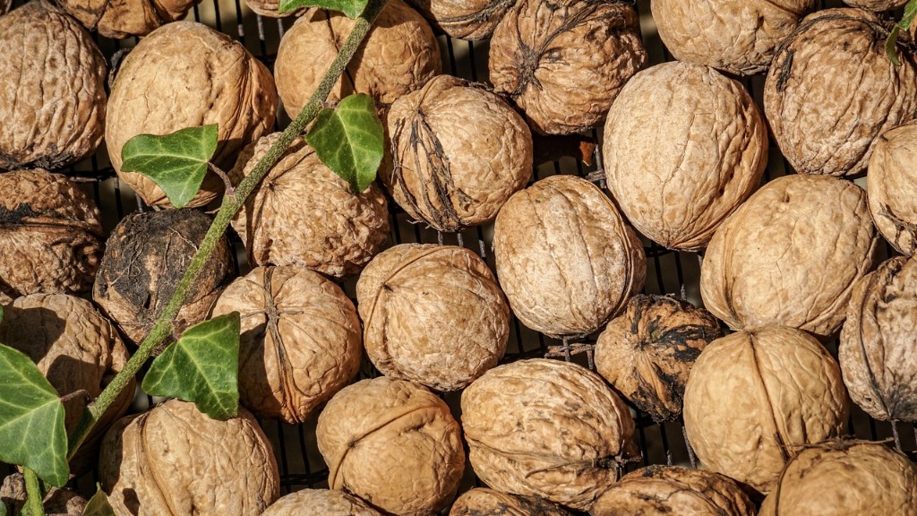Can you eat hickory tree nuts?