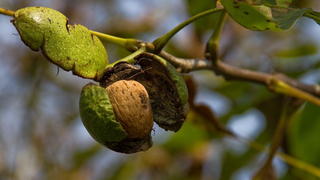 Are almonds and walnuts tree nuts?