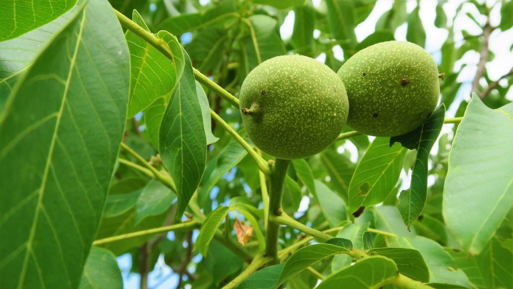 Are black walnut tree nuts edible?