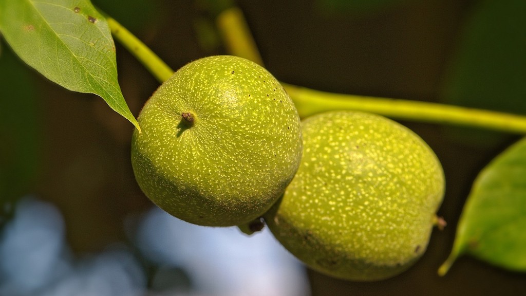Can you grow a black walnut tree from the nut?