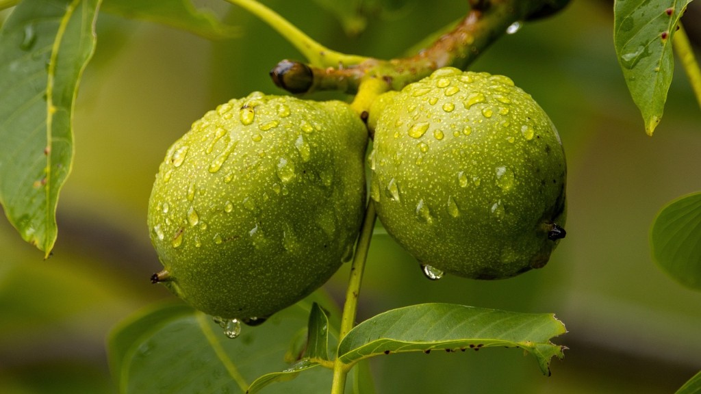 When To Prune Avocado Tree In Florida