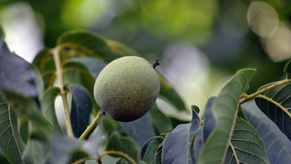 Does honeycrisp apple tree need pollinator?