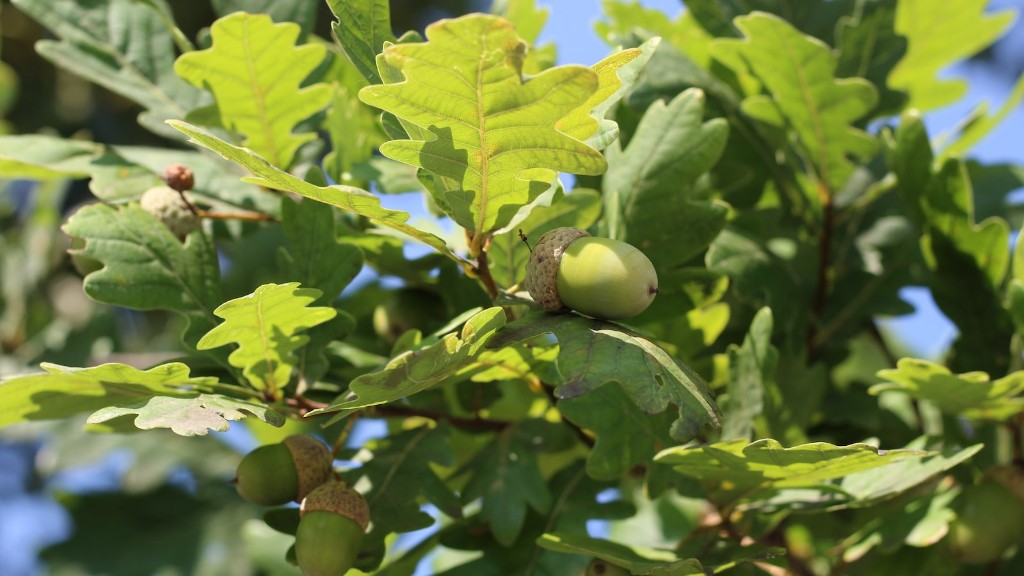 Is a sesame seed a tree nut?